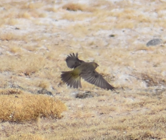 Greater Yellow-Finch - ML645345998