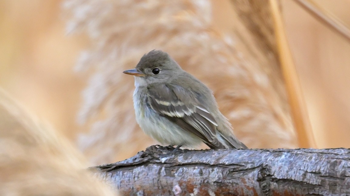 Willow Flycatcher - ML645346005