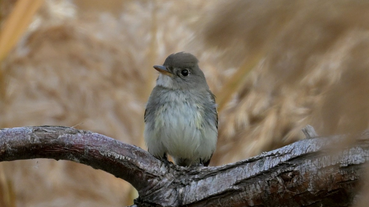 Willow Flycatcher - ML645346006