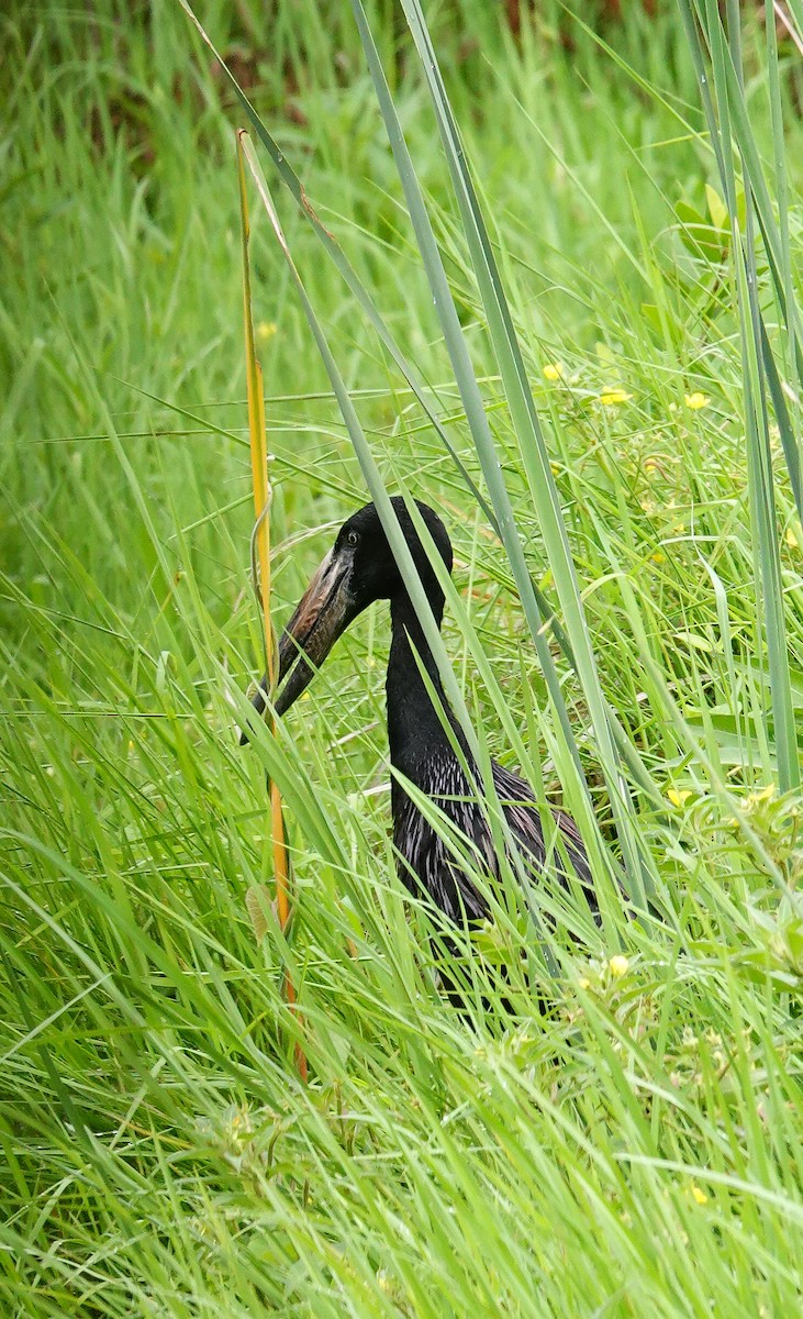 African Openbill - ML645346008