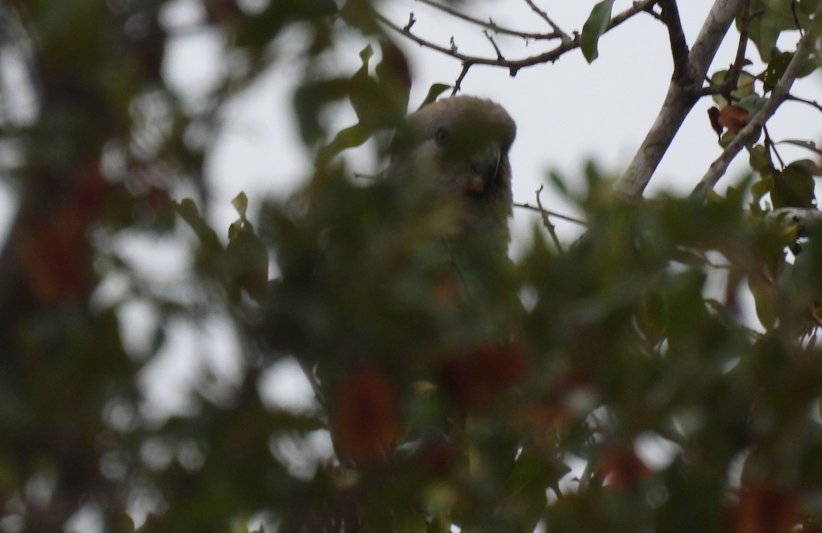 brunhodepapegøye - ML645346011