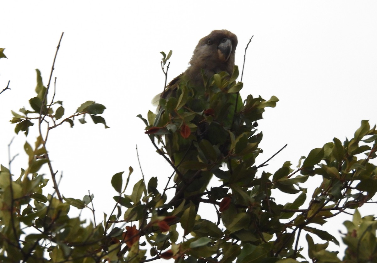 brunhodepapegøye - ML645346012