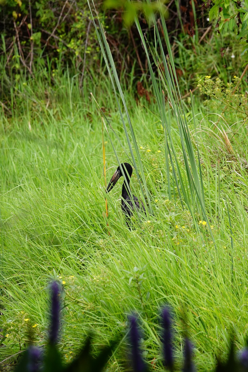 African Openbill - ML645346013