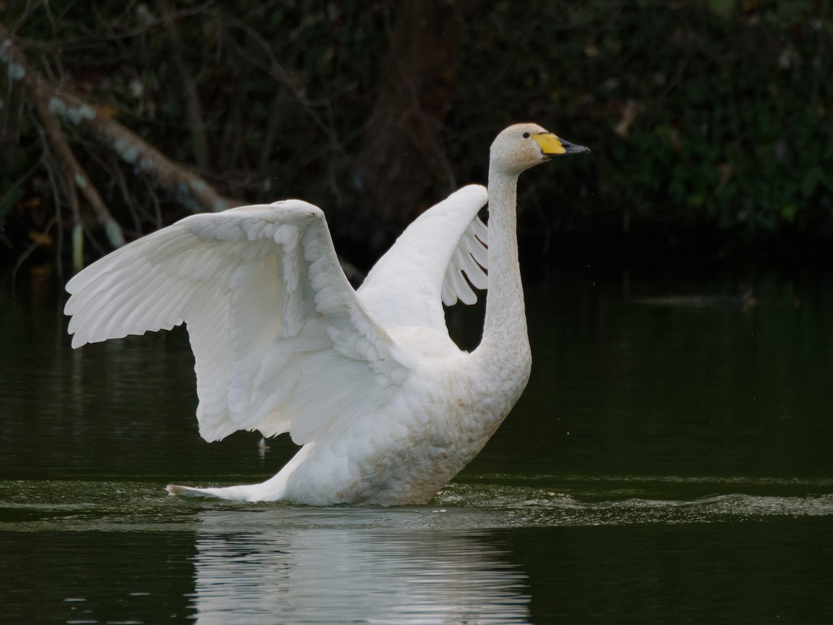 黃嘴天鵝 - ML645346016