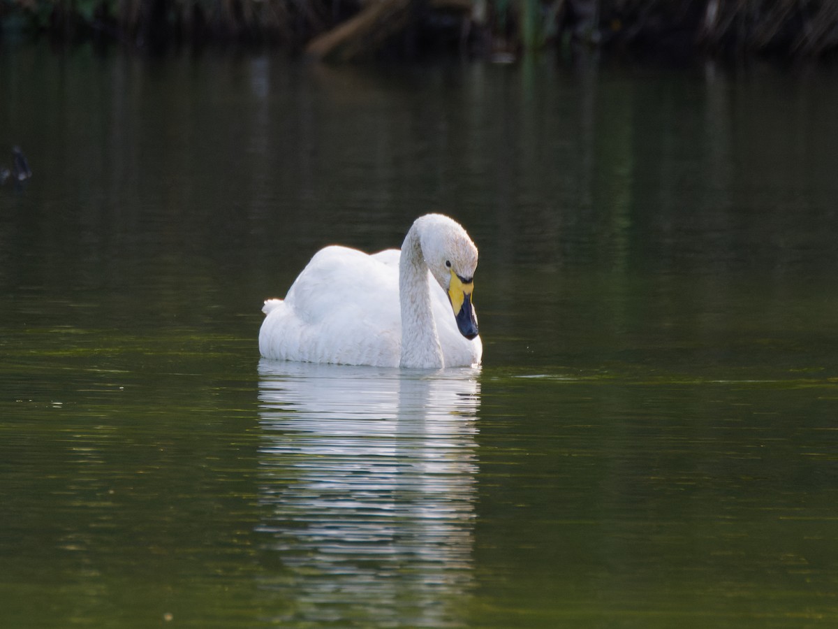 黃嘴天鵝 - ML645346017