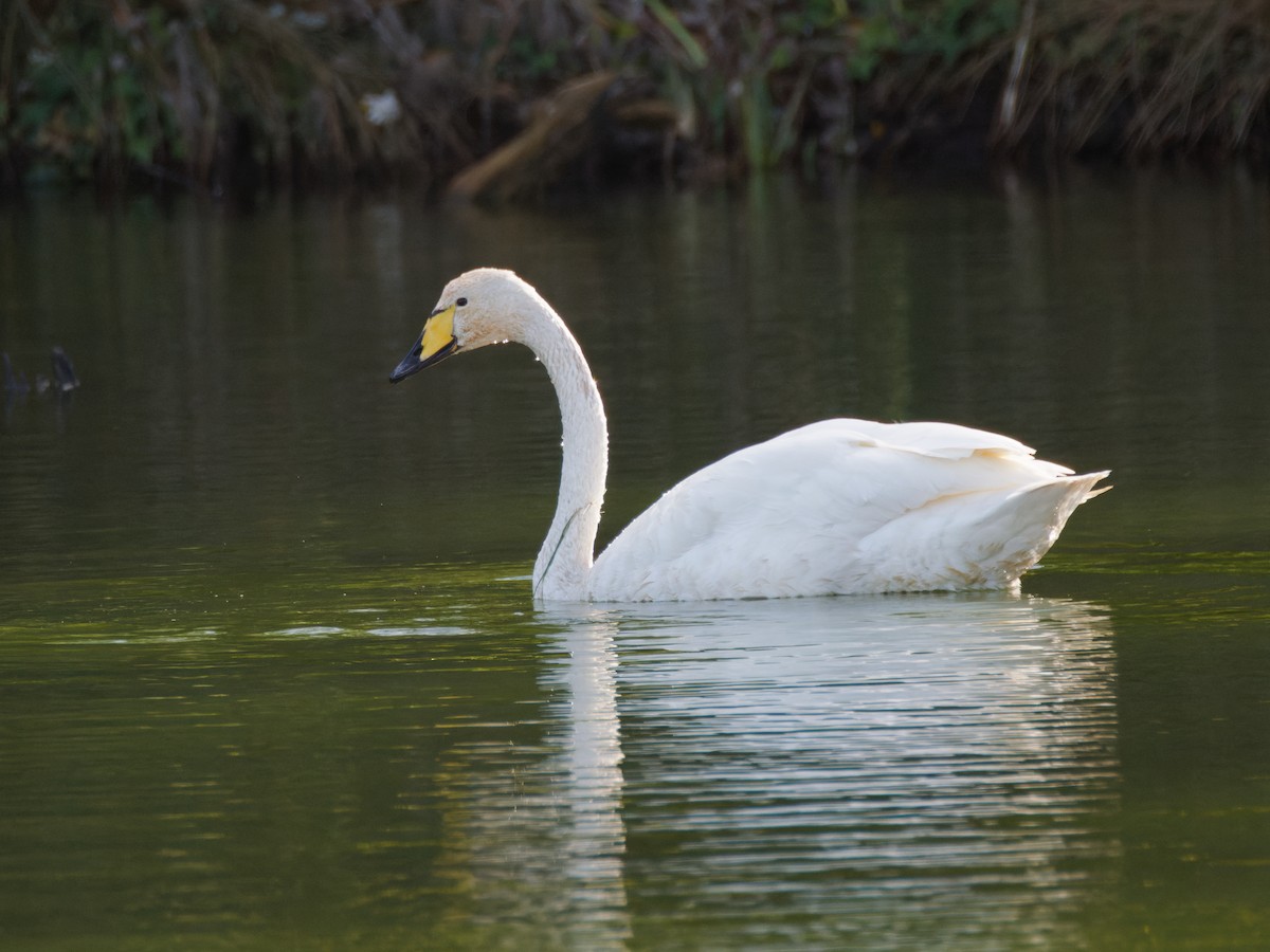 黃嘴天鵝 - ML645346018