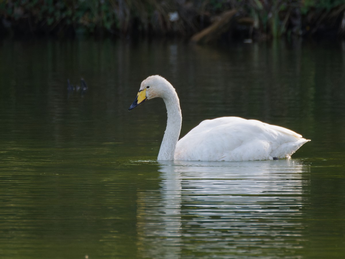 黃嘴天鵝 - ML645346019