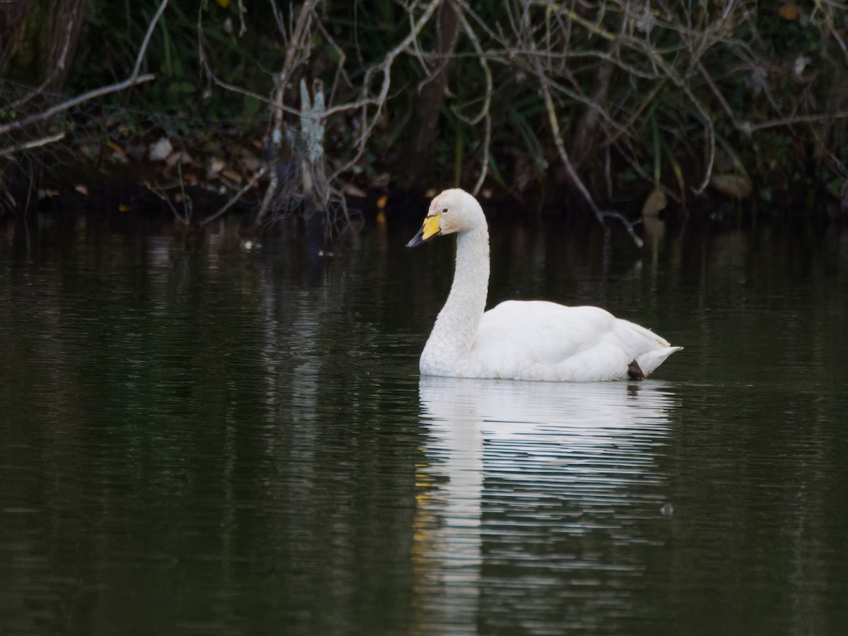 黃嘴天鵝 - ML645346020