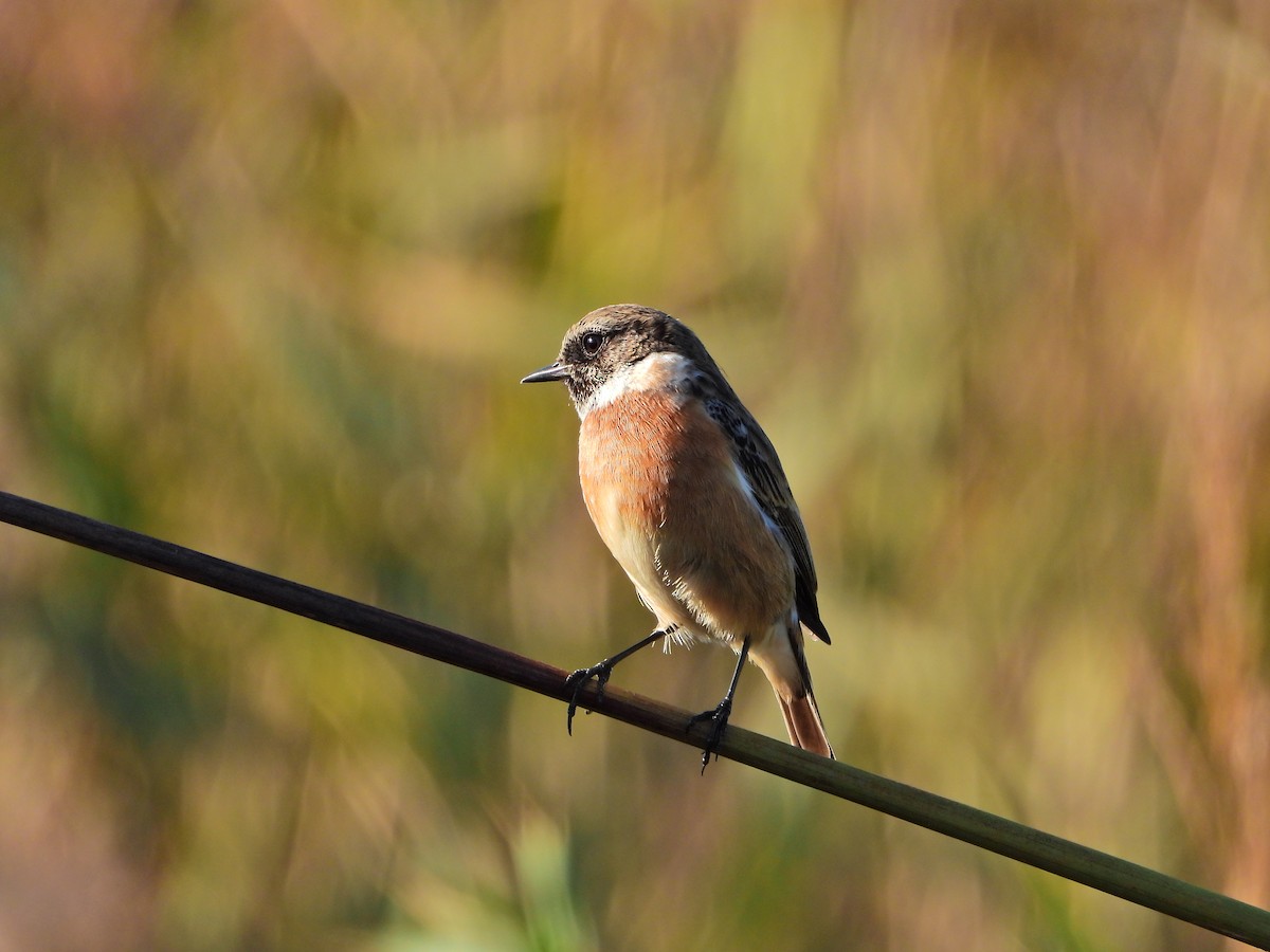 Трав'янка чорноголова - ML645346022