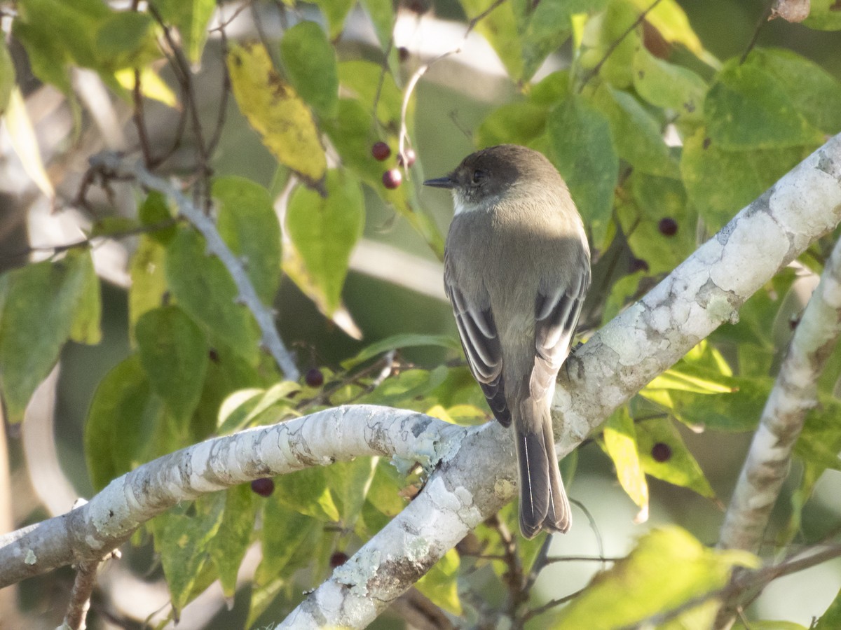 Eastern Phoebe - ML645346029