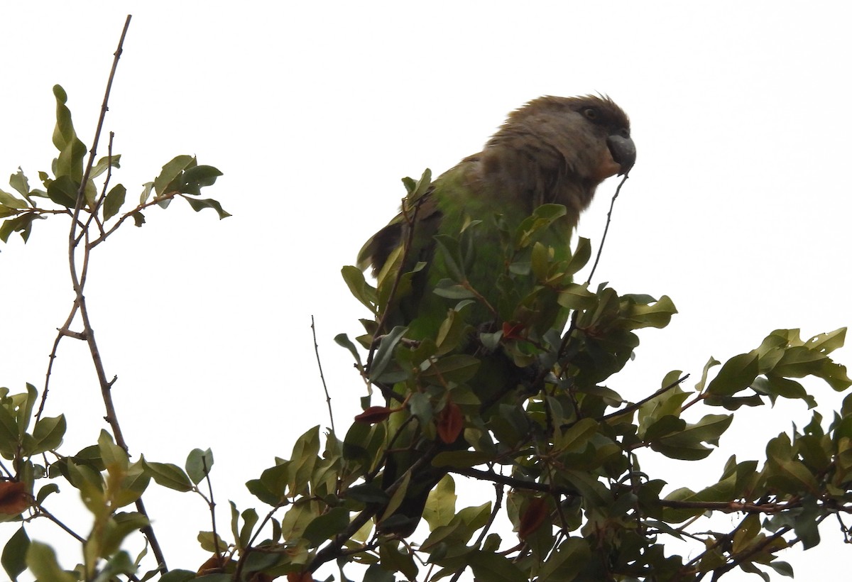 brunhodepapegøye - ML645346038