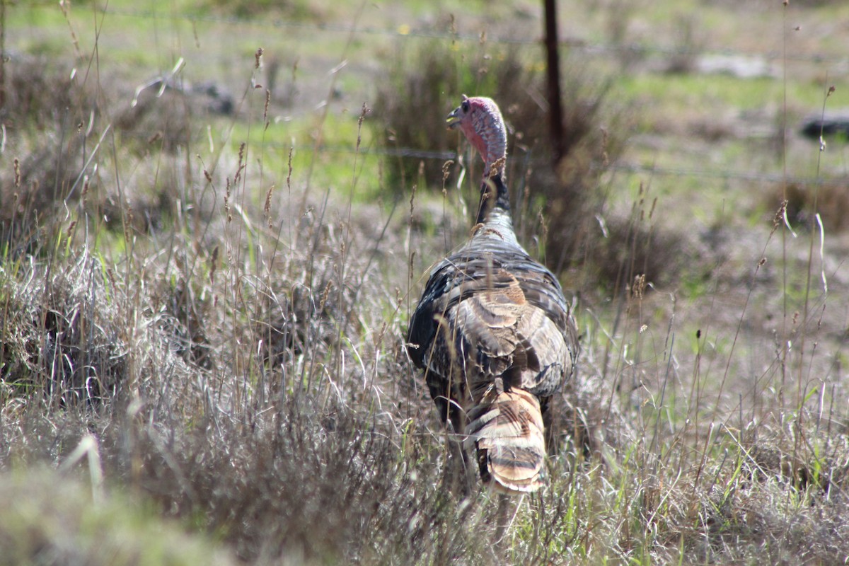Wild Turkey - ML645346039