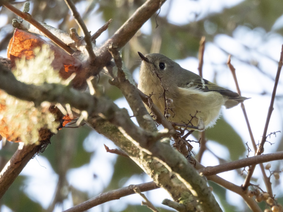 Ruby-crowned Kinglet - ML645346041