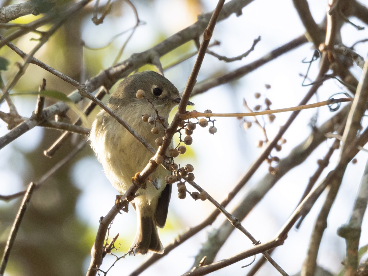 Ruby-crowned Kinglet - ML645346042