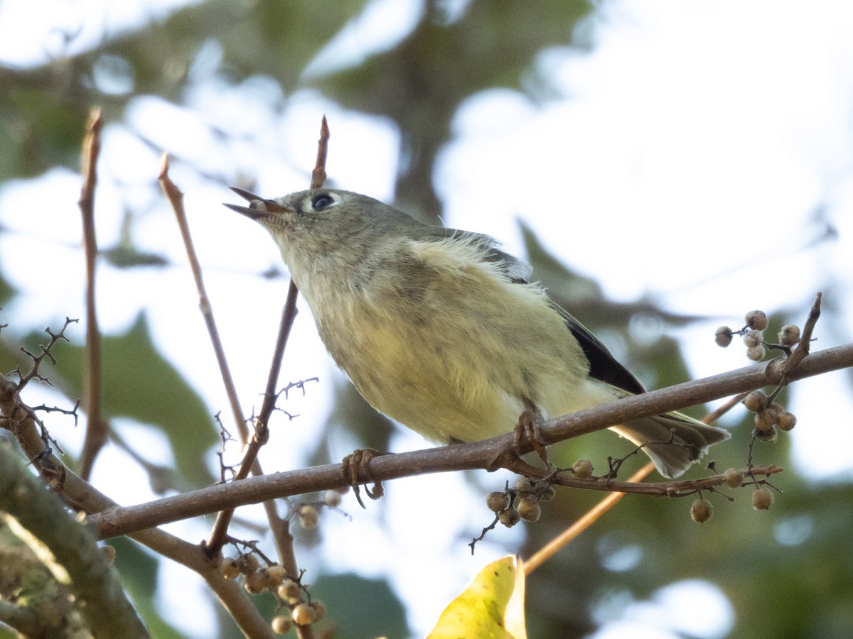 Ruby-crowned Kinglet - ML645346043