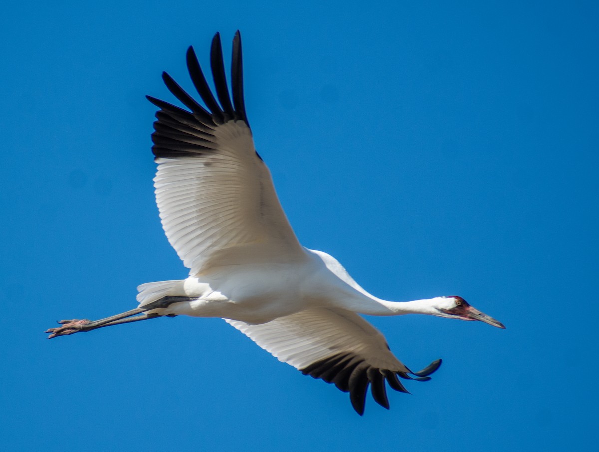 アメリカシロヅル - ML645346050