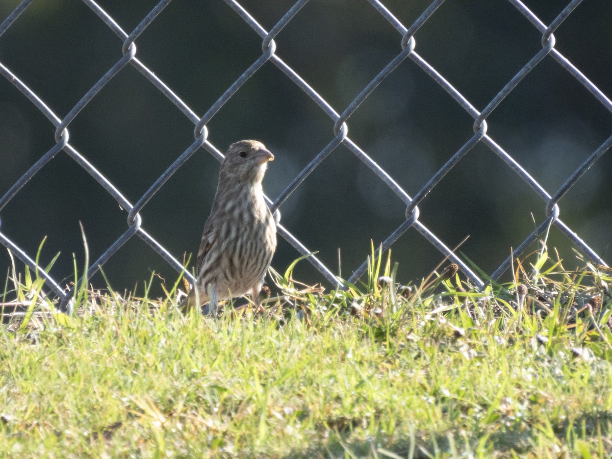 House Finch - ML645346054