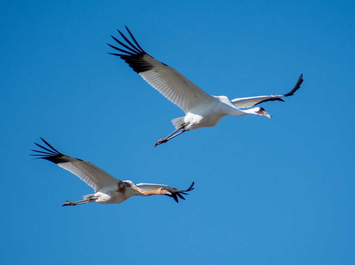 アメリカシロヅル - ML645346055