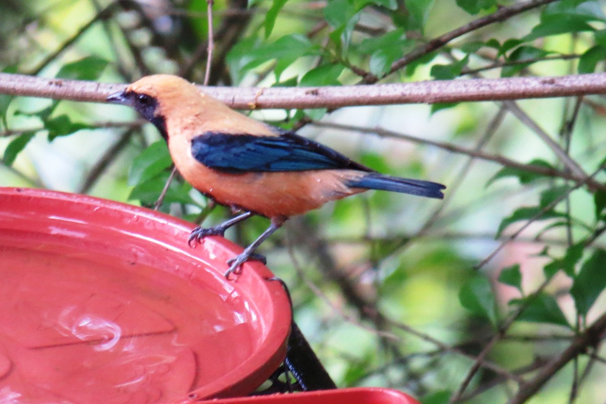 Burnished-buff Tanager - ML645346056