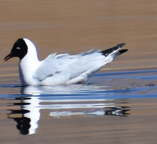 Andean Gull - ML645346057