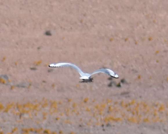 Andean Gull - ML645346058