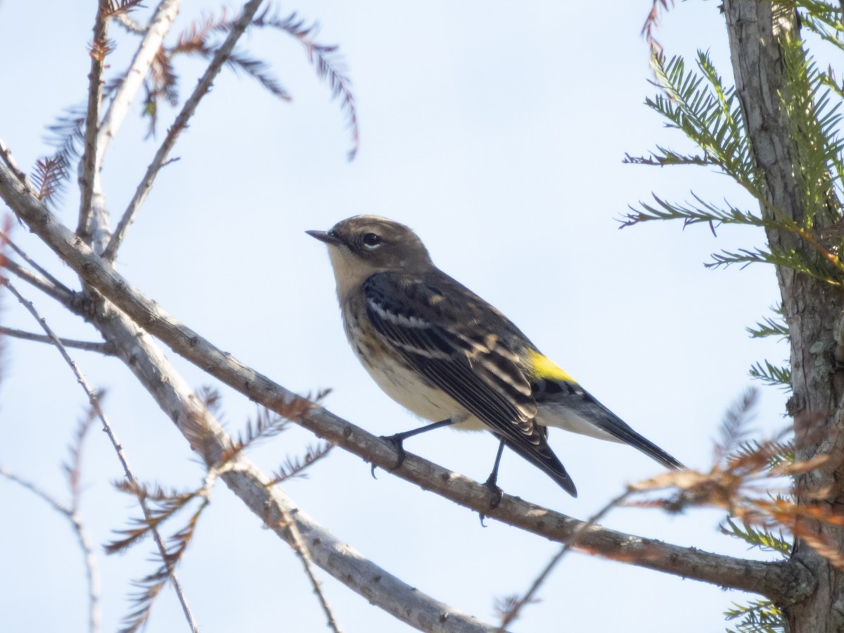 Yellow-rumped Warbler (Myrtle) - ML645346061