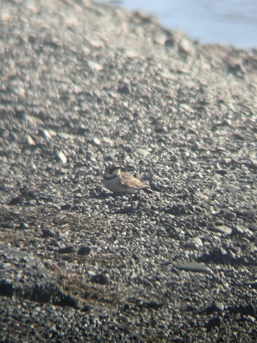 ハマヒバリ - ML645346078