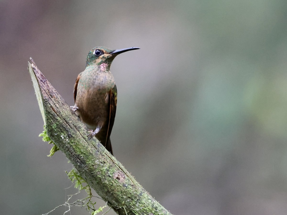 Fawn-breasted Brilliant - ML645346100