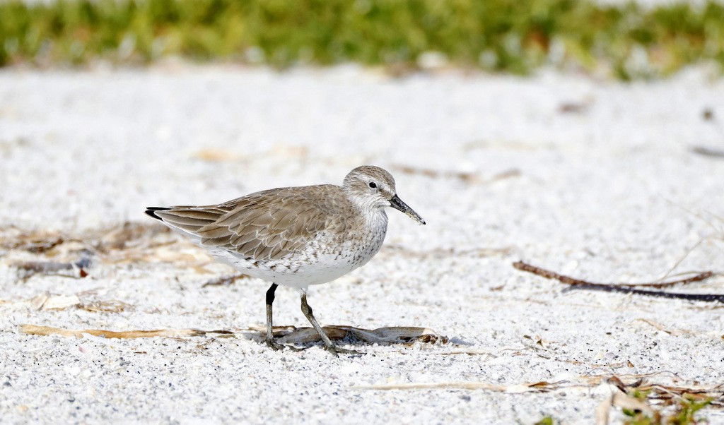 jespák rezavý - ML645346109