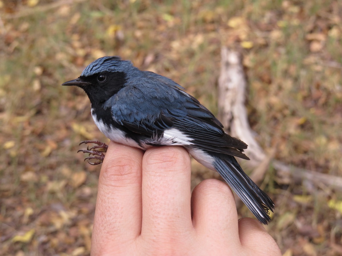 Black-throated Blue Warbler - ML64534611