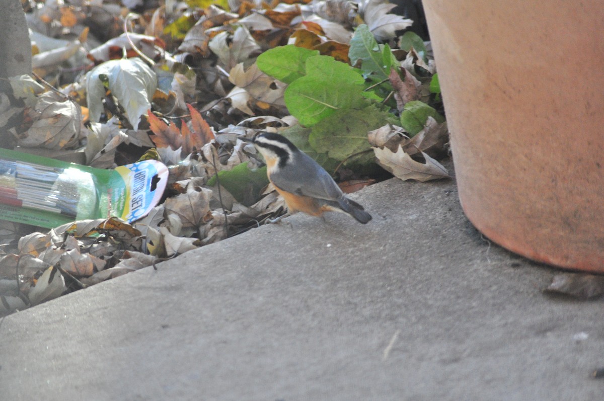 Red-breasted Nuthatch - ML645346111