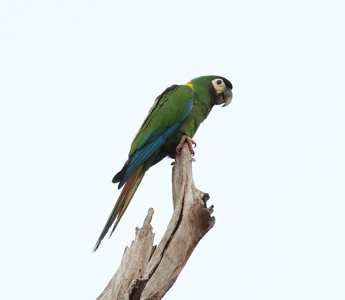 Yellow-collared Macaw - ML645346124