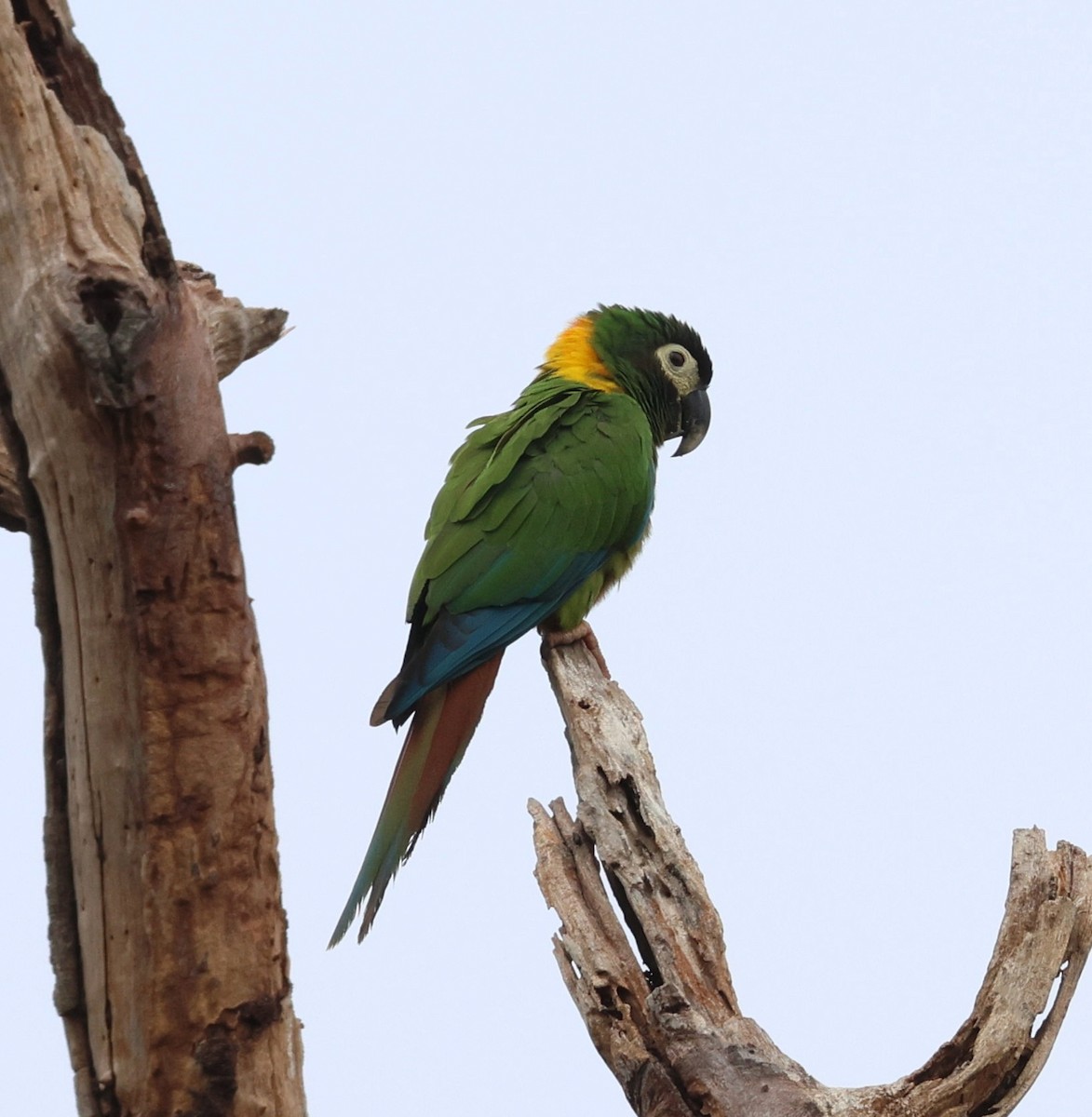 Yellow-collared Macaw - ML645346125