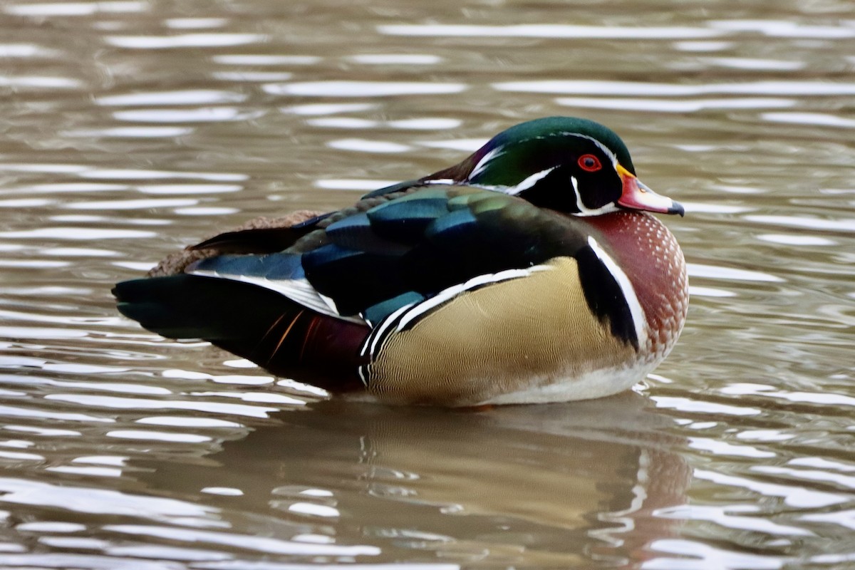 Canard branchu - ML645346129