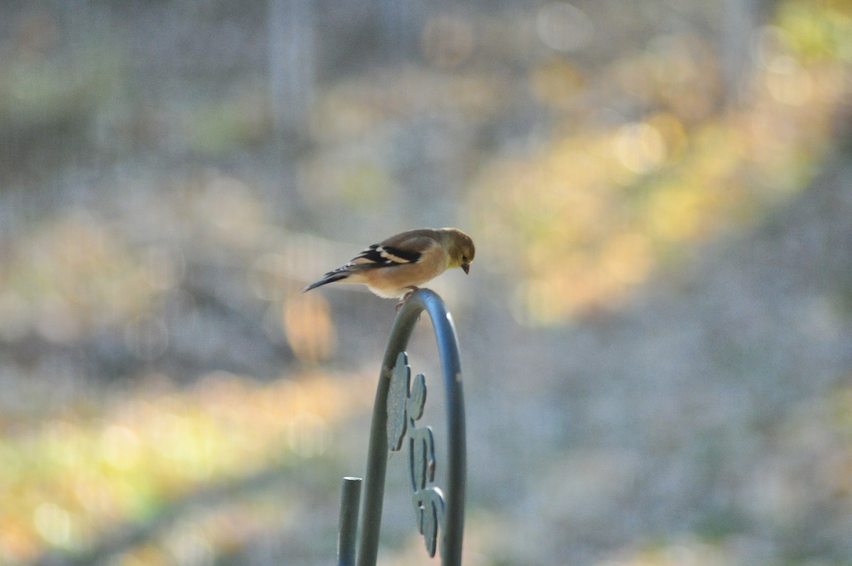 American Goldfinch - ML645346130