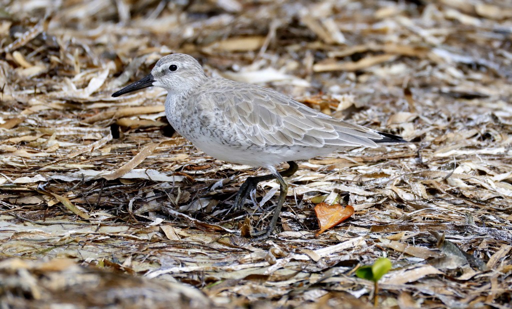 jespák rezavý - ML645346131