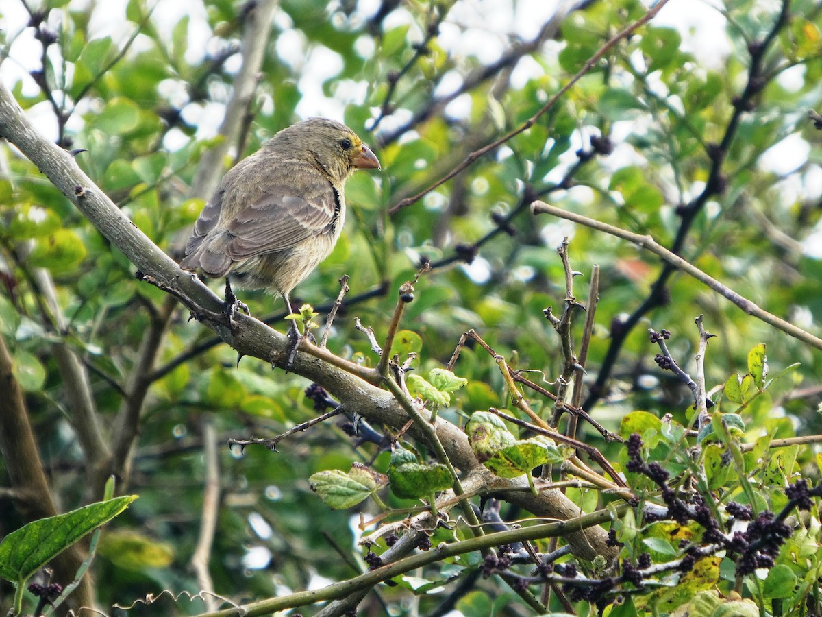 Medium Ground-Finch - ML645346138