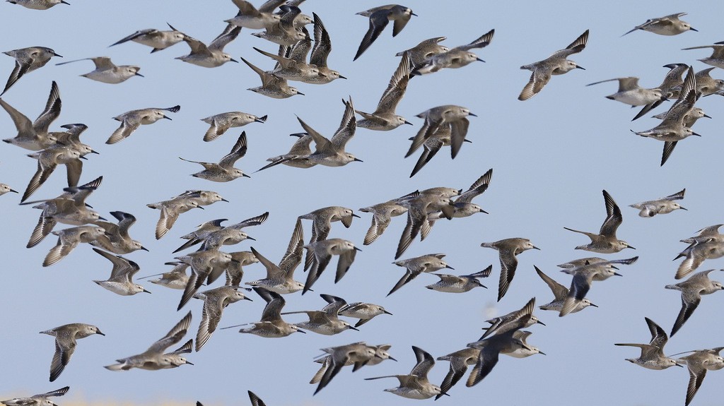 jespák rezavý - ML645346147