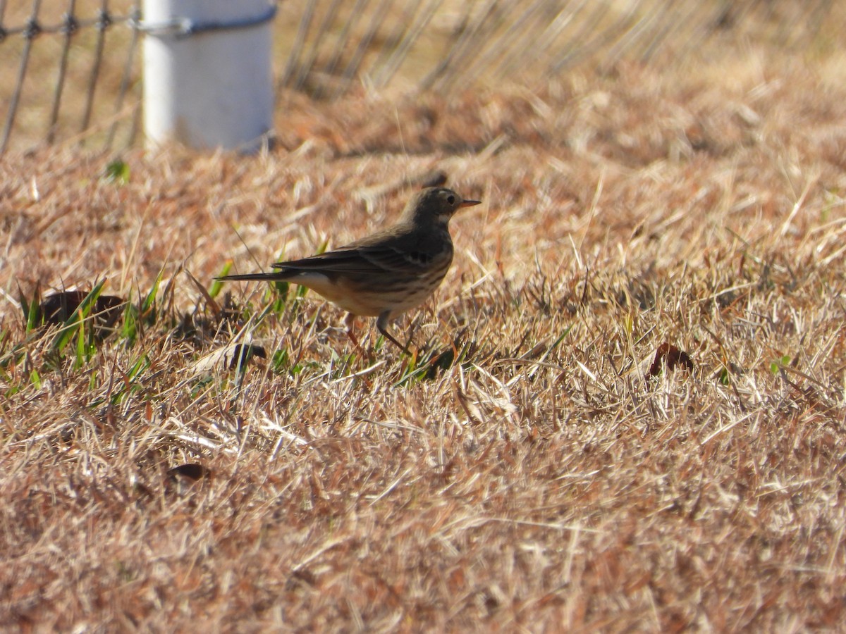 linduška tundrová - ML645346149