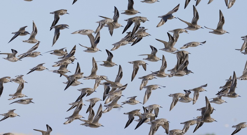 jespák rezavý - ML645346156