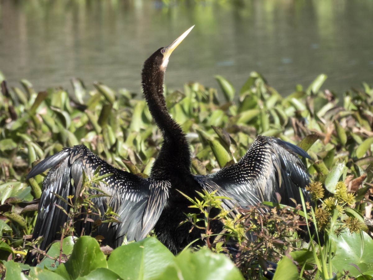 Anhinga - ML645346161