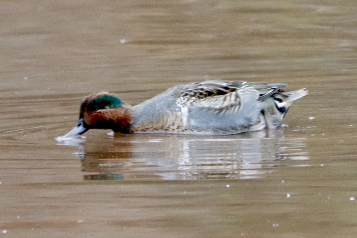 čírka obecná - ML645346162