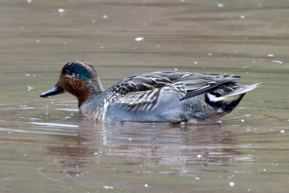 čírka obecná - ML645346163