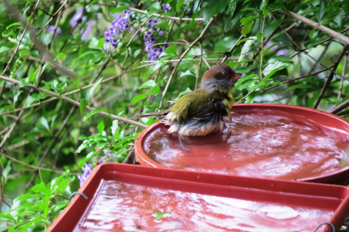 Rufous-browed Peppershrike - ML645346175