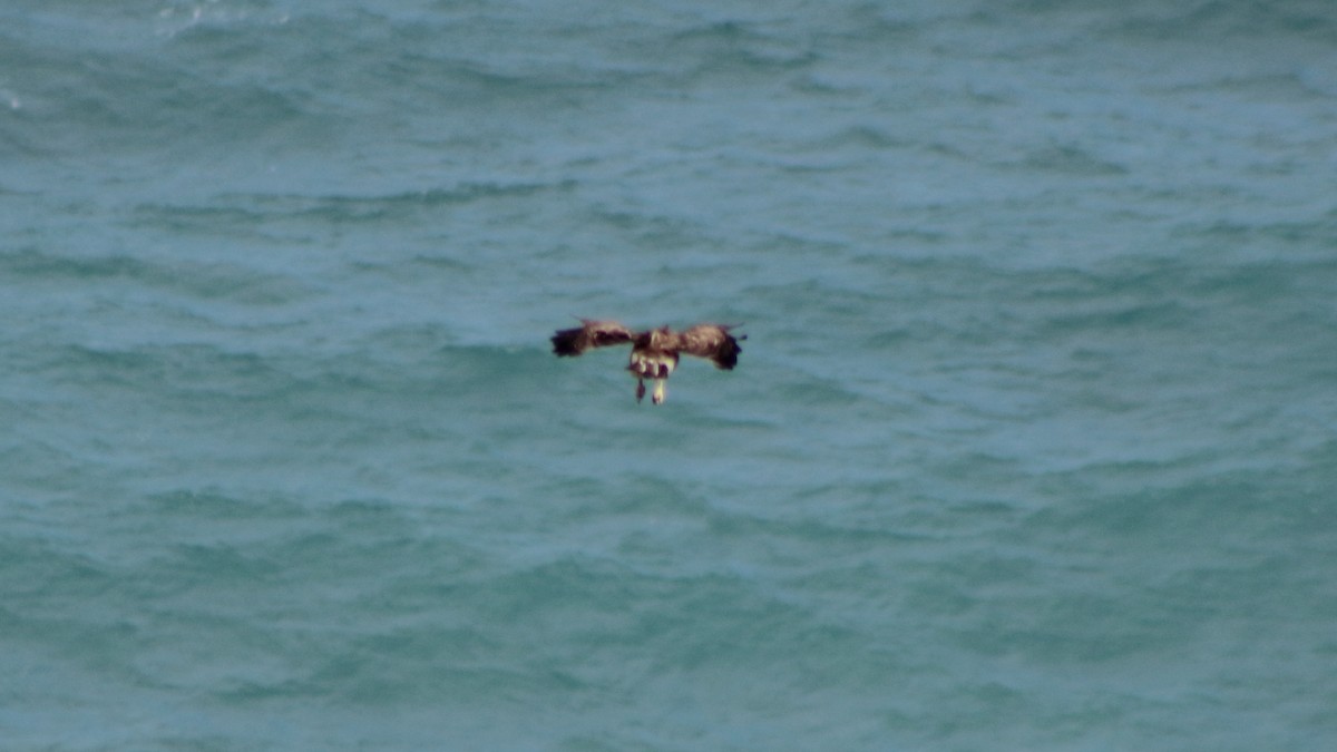 Hawaii Şahini - ML645346176