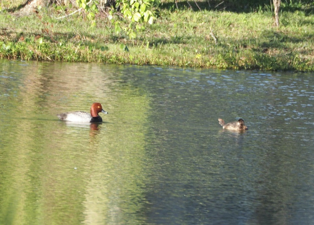 Redhead - ML645346189