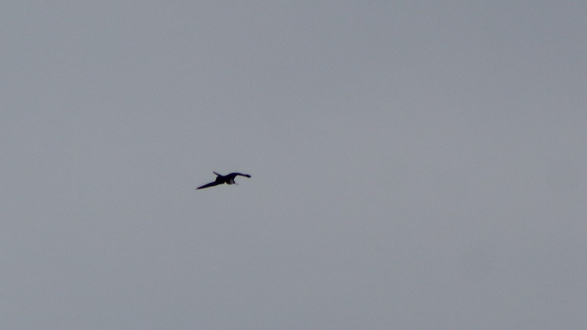 פריגט גדול - ML645346198