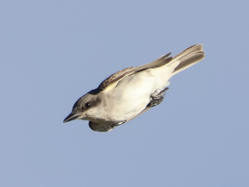 Gray Kingbird - ML645346209