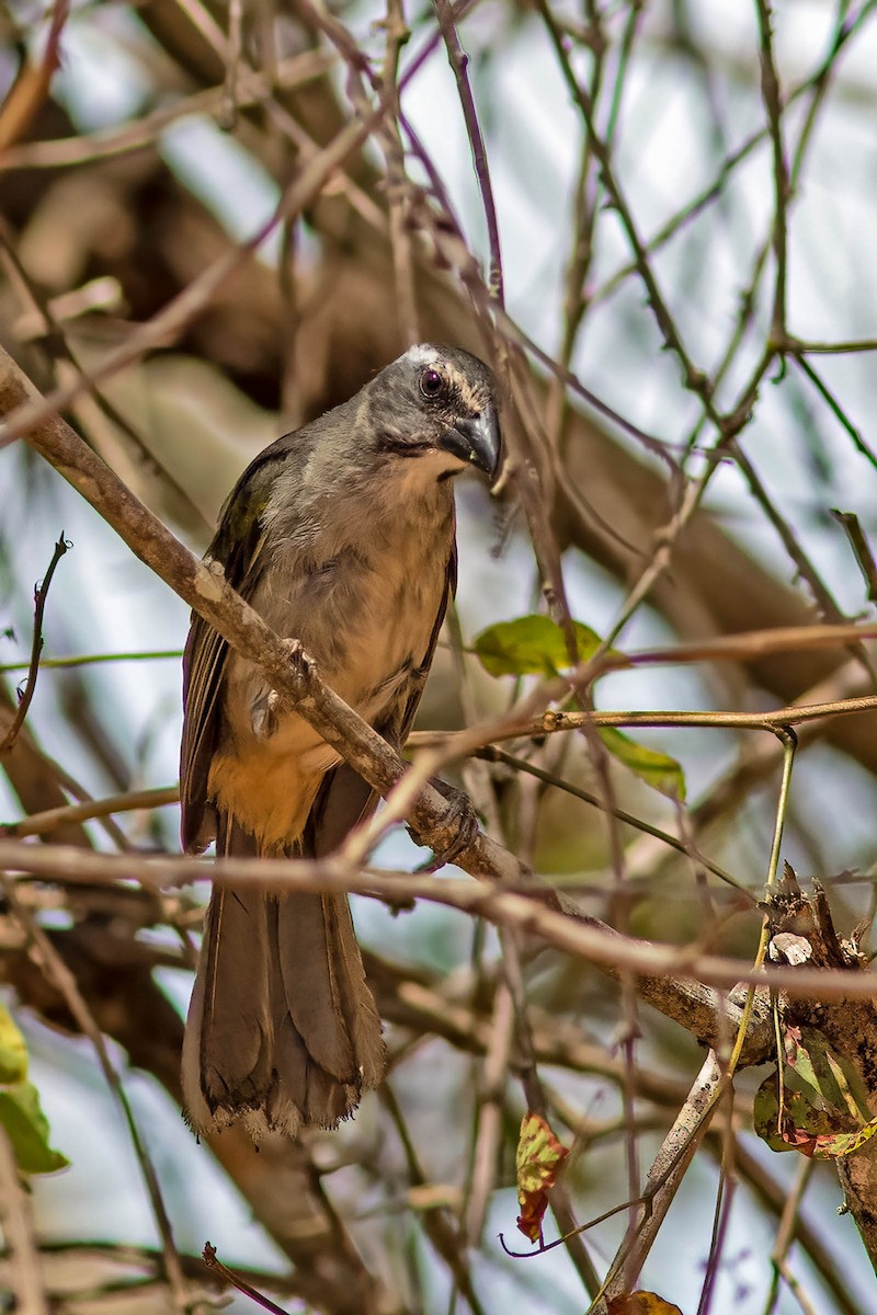 Green-winged Saltator - ML645346210