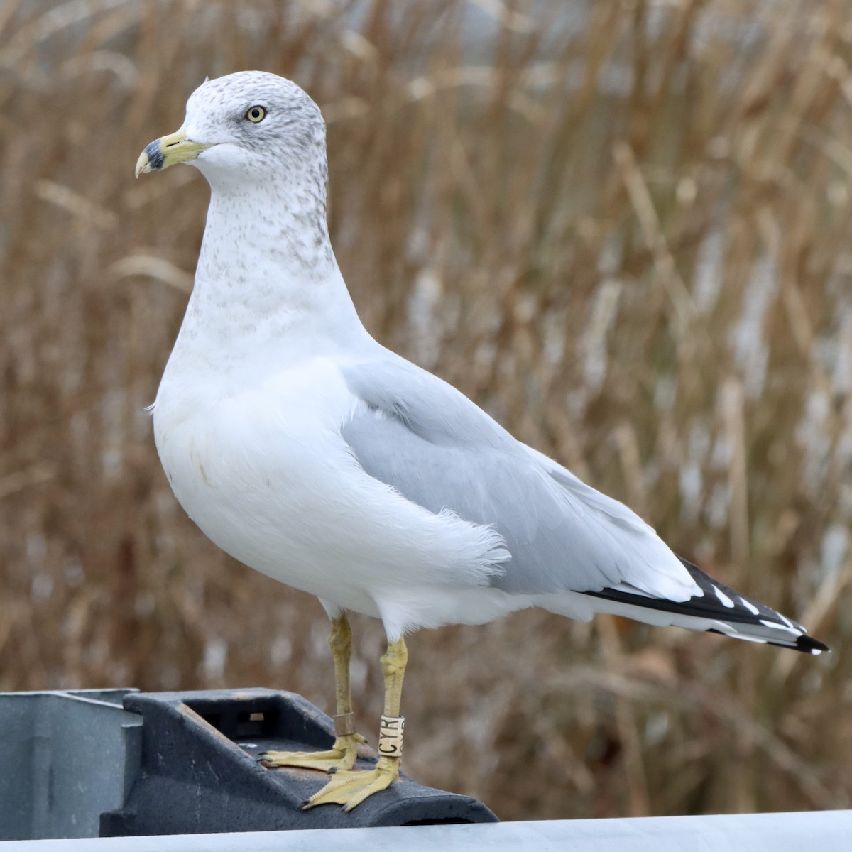 racek kroužkozobý - ML645346216